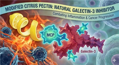 Pektin taċ-Ċitru Modifikat: Inibitur Naturali tal-Galectin-3 li Revoluzzjona ...